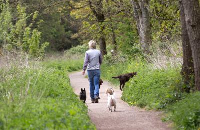 Person walking three dogs on the bankside path at Conham River Park in East Bristol - credit Paul Box