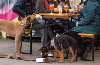 Dogs sat next to table at the Wiper & True Taproom in East Bristol