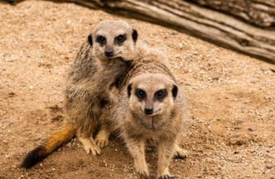 2 meerkats at Bristol Zoo Proejct - Credit Charlotte Harris