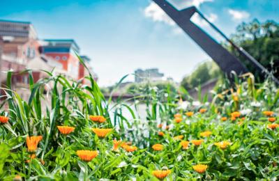 One of the floating seed gardens at Finzels Reach in central Bristol - credit Bristol City Council