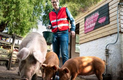 Stephen Merchant with the pigs at Bristol City Farm