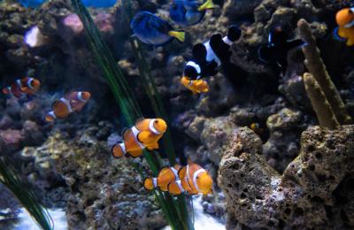 Clownfish in tank at Bristol Aquarium - credit Bristol Aquarium