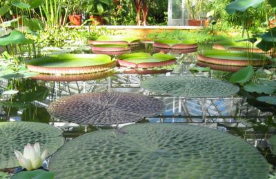 The tropical pool at the University of Bristol Botanic Garden, credit University of Bristol Botanic Garden