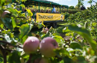 Tour group travelling aroundcider orchard at Myrtle Farm, near Bristol - credit Thatchers Cider
