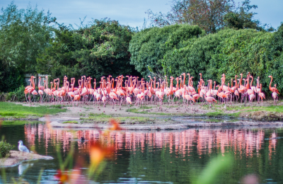 Flamingos at WWT Slimbridge near Bristol - credit Amy Alsop