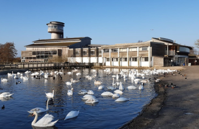 Swans at WWT Slimbridge near Bristol - credit WWT Slimbridge Wetland Centre