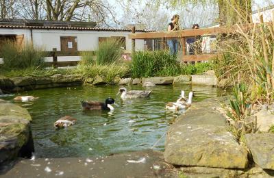 The pond at Windmill Hill City Farm in South Bristol - credit Windmill Hill City Farm