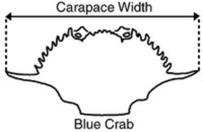 Blue Crab Sizing Chart