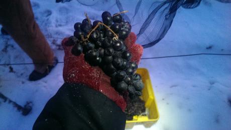 Ice Wine graps just picked at Casa Larga Vineyards