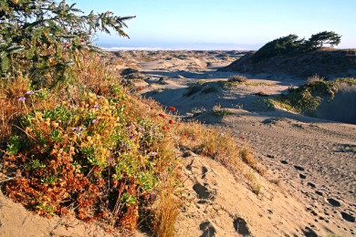Guided nature walk at Lanphere Dunes, Arcata, California with coastal views.
