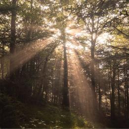 sun shining through trees