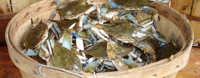 Crabs in a Bucket