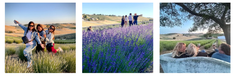 Hambly Lavender Farm expereinces