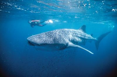 A person swimming with a whale shark in Ningaloo