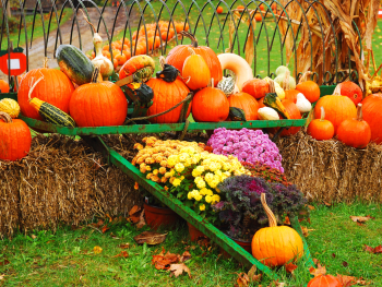 pumpkins and flowers sitting on a bench over hay