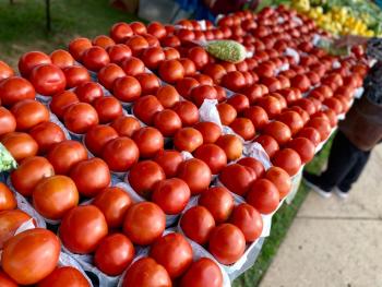 tomatoes