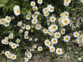 Daisies at Alligator Hill