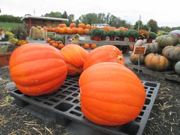Fall Fest