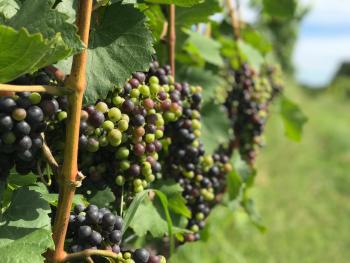 Adams County Winery Grapes