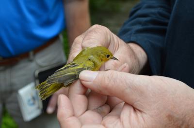 bird banding