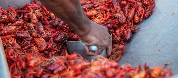 Bright red, boiled crawfish being scooped with a metal scoop