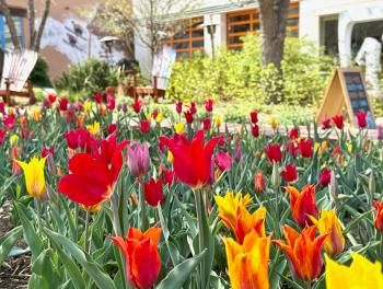 Spring red, orange and yellow tulip flowers in downtown Golden CO on Washington Ave.