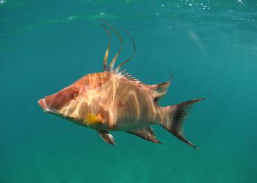 Hogfish swimming
