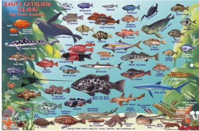California Fish Card