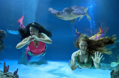 Mermaids swimming in tank at SEALIFE