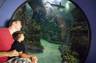 NC Aquarium at Fort Fisher: Father and Son