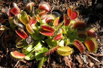 Venus Flytrap