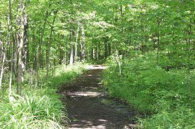 path in summer