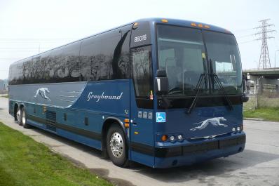 Greyhound.jpg
