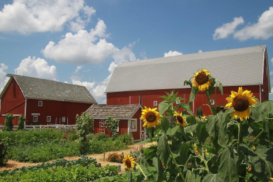 Rentschler Farm Museum Sunflowers