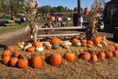 Blast Corn Maze