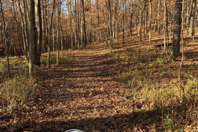 path in fall