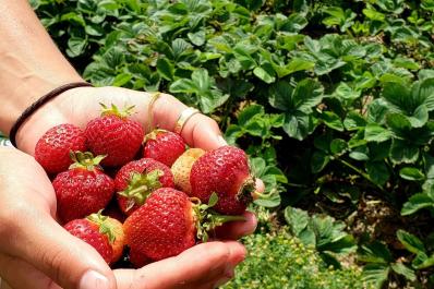 rowes strawberry