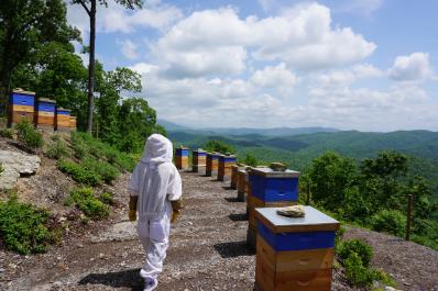Bee yard on the mountain top