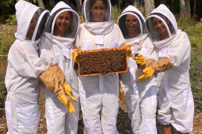 Holding frame of bees