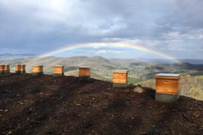 Rainbow over the honey