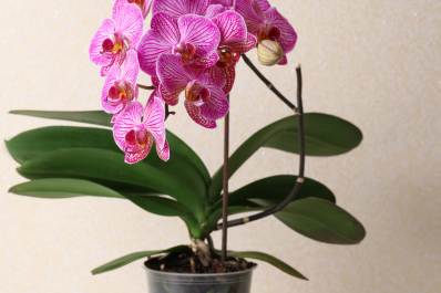 Repotting Your Orchid  Home & Garden Information Center