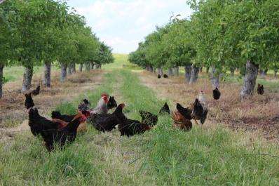 Miller's Orchard Chickens
