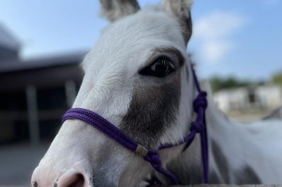 Safari Farm Petting Zoo