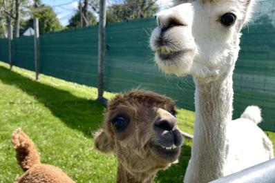 Safari Farm Petting Zoo