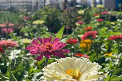 Ideal Farms Flower