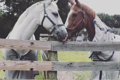 Flying Bee Farms Horses