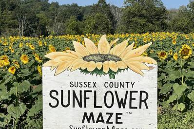 Liberty Farm Sunflower Maze