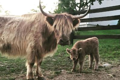 Mama and Baby