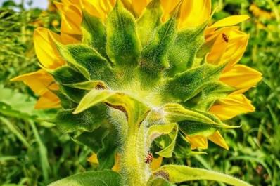 Ideal Farms Sunflower