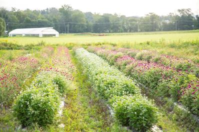 Farmside Gardens 1
